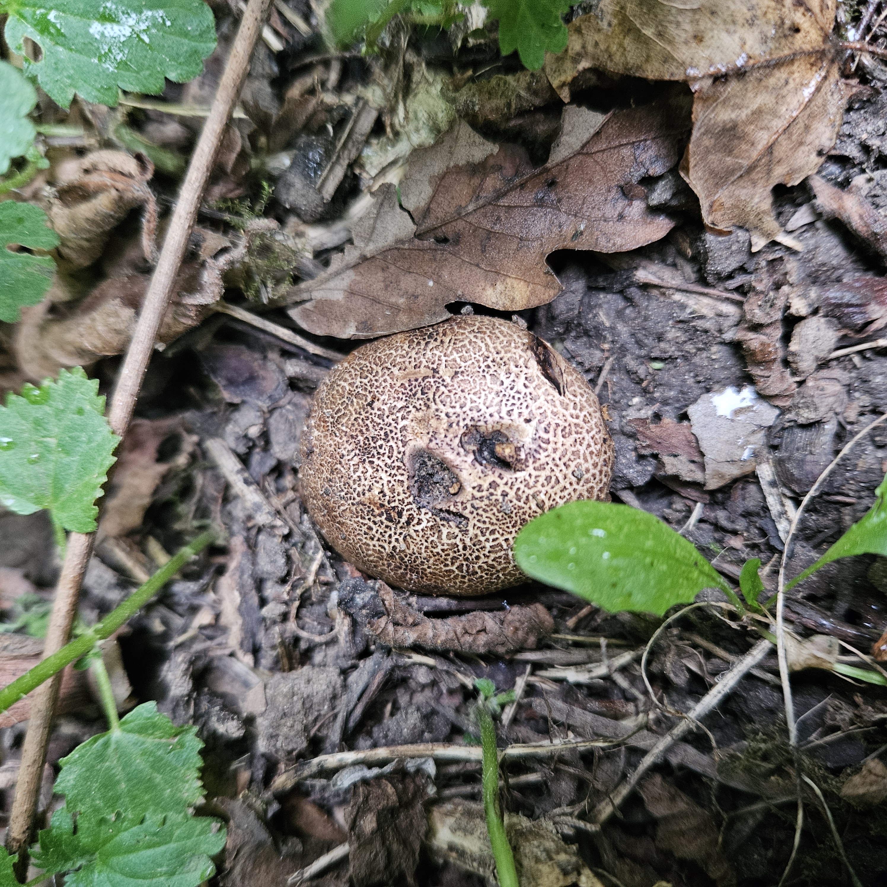Kép